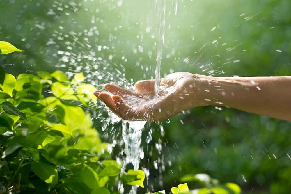 Water streaming down into a cupped hand in the middle of shrubbery and greenery.  